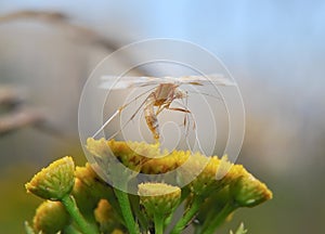 Twilight white plume moth (Pterophorus pentadactyla)