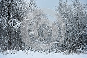 Twilight winter forest