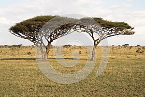 Twin Acacia Trees