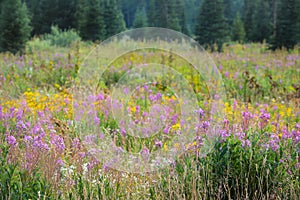 Twin Arnica, Pearly Everlasting, Fireweed, Yarrow Wildflowers Meadow In Pines