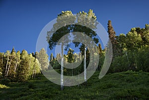 Twin Aspens, Brushed with Sunlight, Telluride, Colorado
