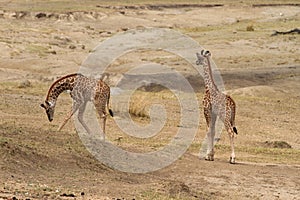 Twin baby giraffes grazing