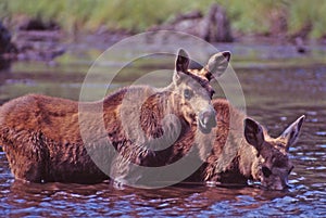 Twin baby moose