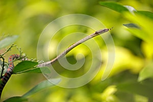 Twin-barred tree Snake