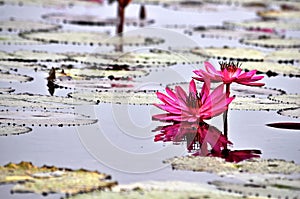 Twin beautiful pink lotus reflection on the pond photo