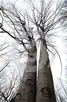 Twin beech trees