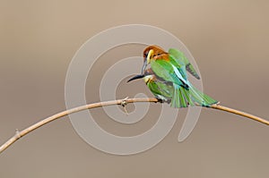 Twin birds on bamboo branch.