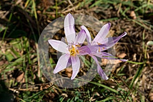 Twin Blooms: Colchicum Autumnale L. in Autumn\'s Glow