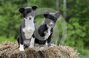 Twin Border Collie Corgi mixed breed puppy dog