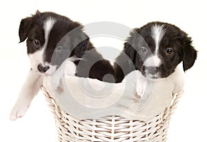 Twin border collie puppies