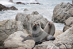 Twin Brown Fur Seals, Wainuiomata Coast, New Zealand