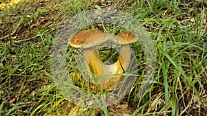 Twin brown mushroom