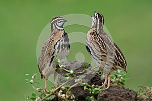 twin camouflage birds singing on dirt hill in early morning, black-breasted or rain quail