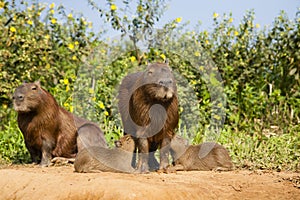 Twin Capybara Babies Nursing