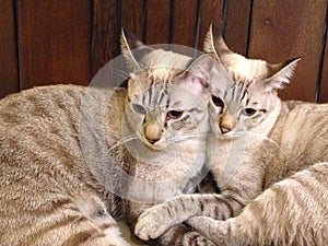 Twin cats