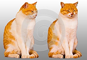 Twin cats on neutral background.