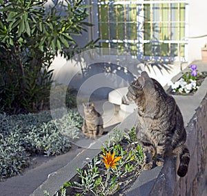 Twin cats in sunlight