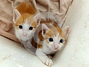 Twin Cats are Waiting for Food