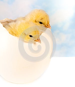 Twin chicks in big egg