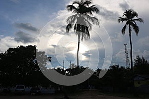 Twin coconut trees