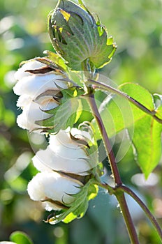 Twin Cotton Bolls Before Harvest