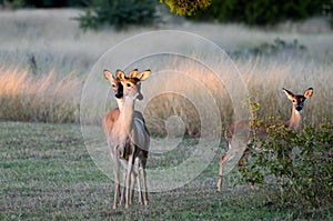 Twin Deer Fawns, Texas White tailed Deer