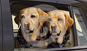 Twin dogs hippies in the car, Ibiza