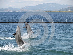 Twin dolphin show