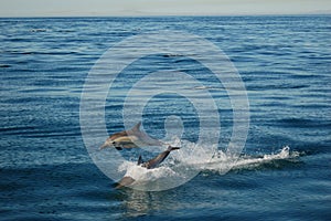 Twin Dolphins Jumping