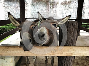 Twin donkey stand and smile beside in corral