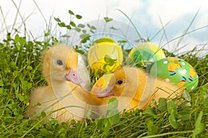 Twin ducklings with easter eggs