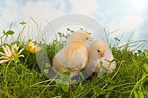 Twin easter chicks photo