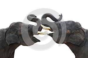 Twin elephants show making stance lift trunk up isolated on white background