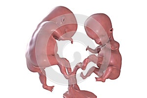 Twin embryos in early fetal period, 3D illustration