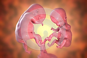 Twin embryos in early fetal period, 3D illustration