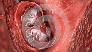 Twin embryos inside female uterus, 3D illustration