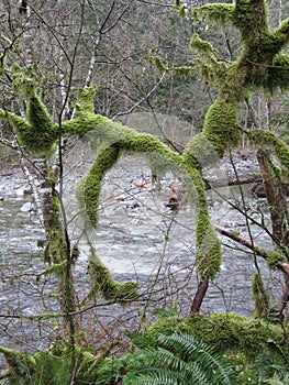 Twin Falls Trail, Olallie State Park, Washington.