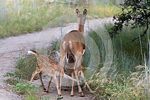 Twin fawns aggressively nursing from their mother on trail