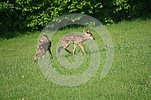 Twin fawns,looking for mother