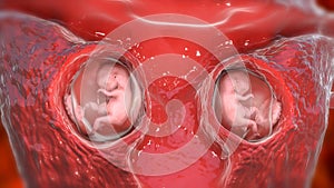 Twin fetuses inside female uterus, 3D illustration