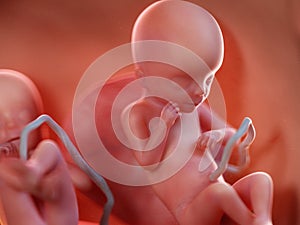 Twin fetuses - week 19