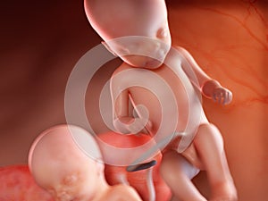 Twin fetuses - week 22