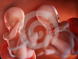 Twin fetuses - week 24
