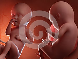 Twin fetuses - week 34