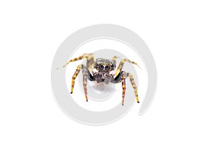 Twin flagged jumping spider - Anasaitis canosa - isolated on white background close up front face view. Cute, small, adorable.