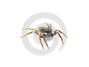 Twin flagged jumping spider - Anasaitis canosa - isolated on white background close up front face view. Cute, small, adorable.