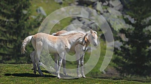 Twin Foals in the Austrian Alps