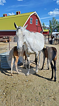 Twin Foals Nursing