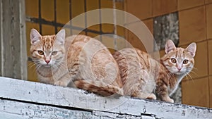 Twin Ginger Cats Perch on an Urban Balcony in Old Building