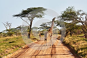 Twin giraffes in Tanzania Serengetti park with yellow grass and sunset